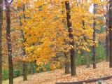 Седой ноябрь бредет по желтым листьям