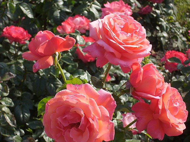 Уманские розы